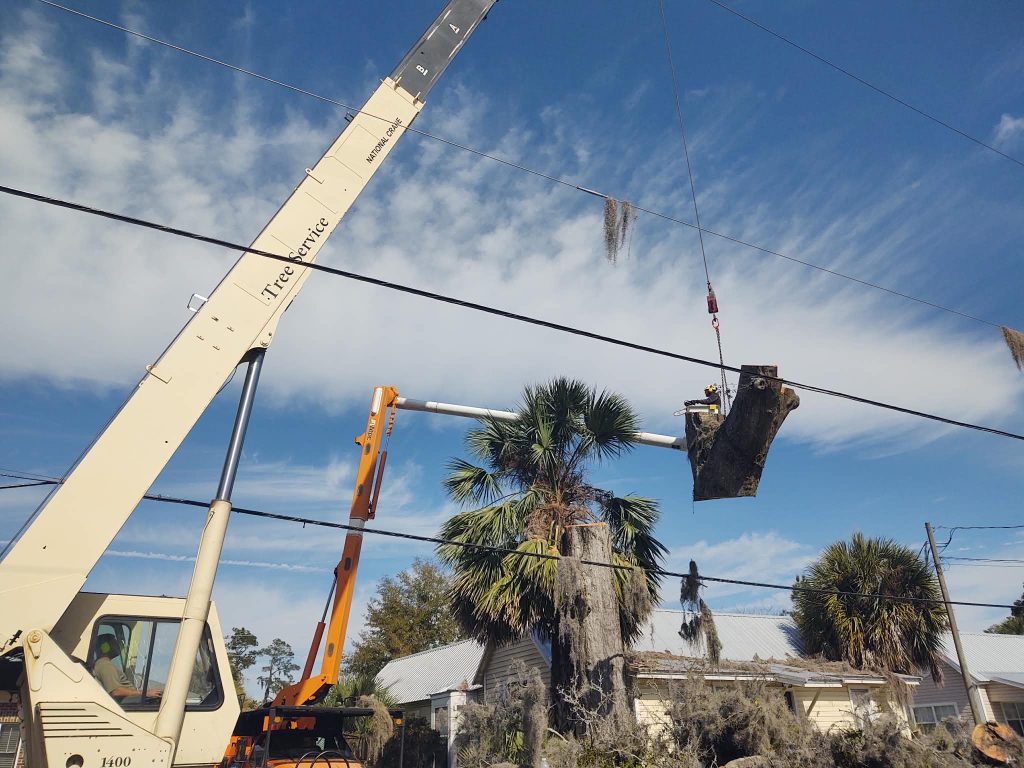 How Much Does Tree Removal Cost in Lake City, FL