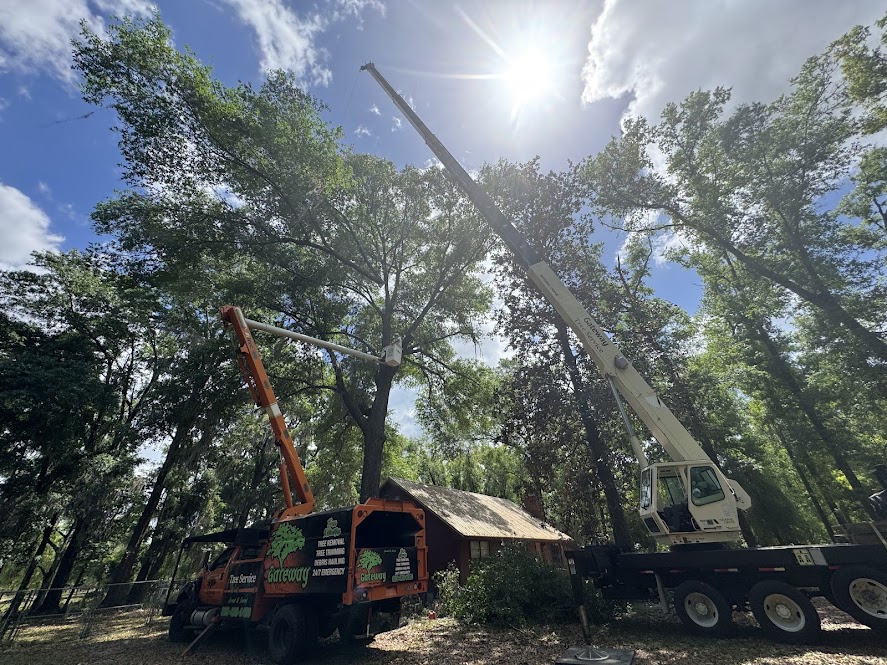 How Much Does Tree Trimming Cost in Lake City, FL?
