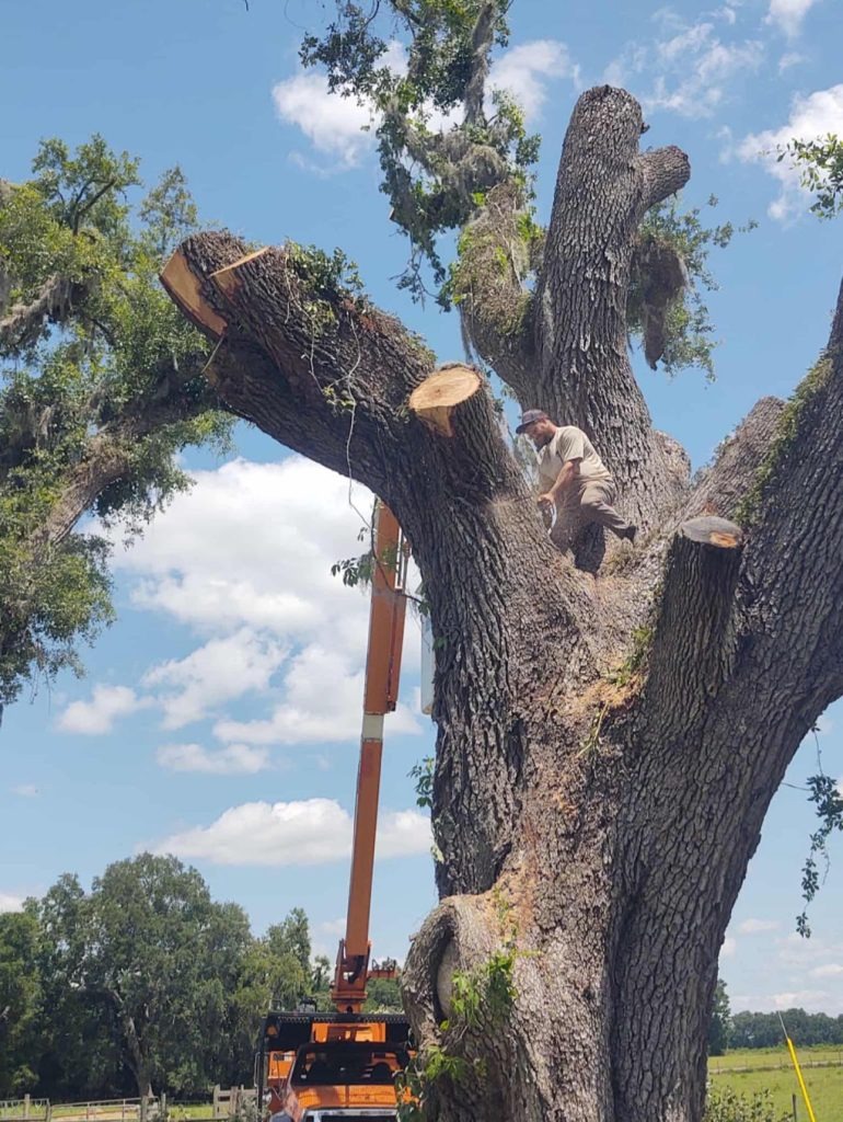 Tree Service Near Lake City Airpark