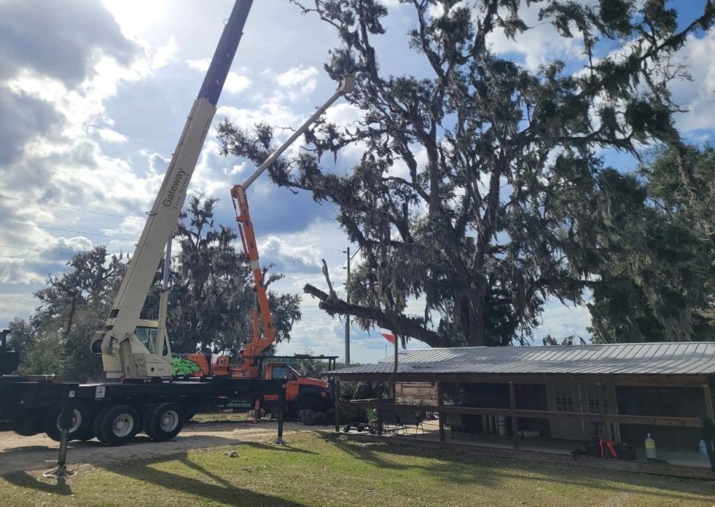 Tree Service Near North Florida Mega Industrial Park