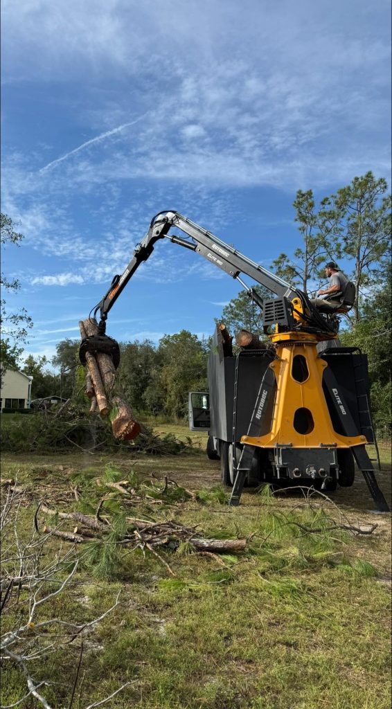 Tree Service Near Darby Pavilion, Lake City, FL