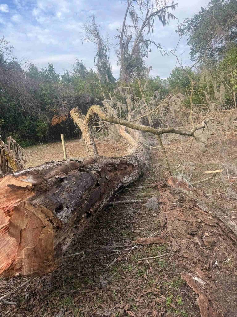 Tree Service Near Summers Elementary School