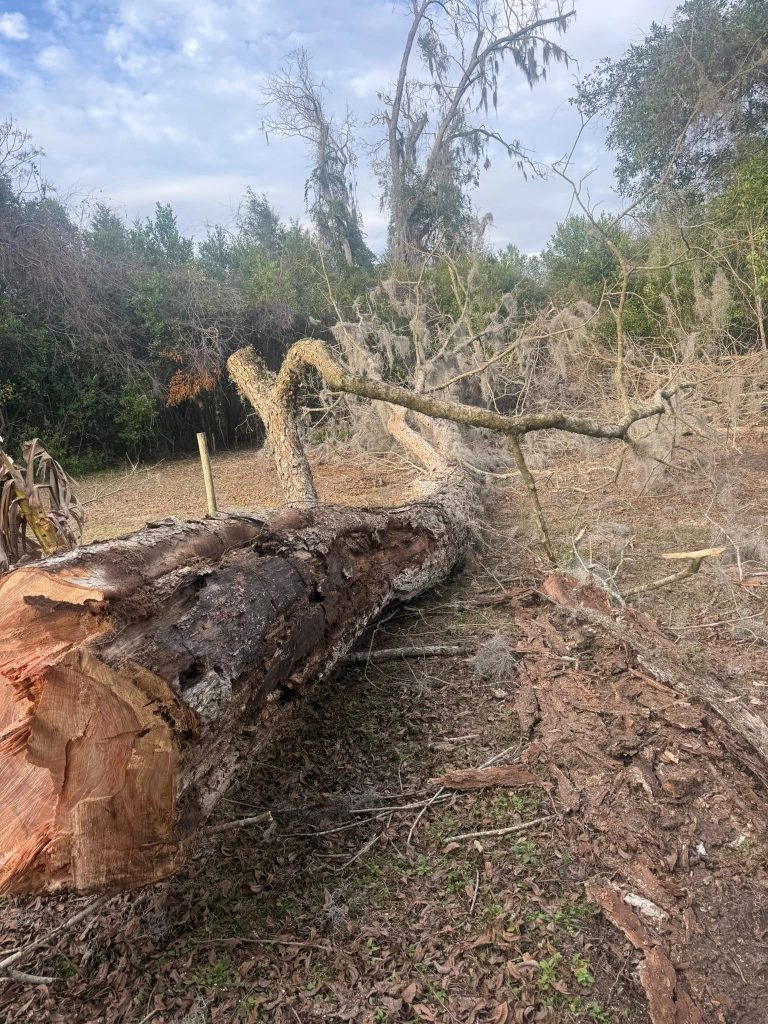 Tree Service Near US Social Security Administration, Lake City, FL